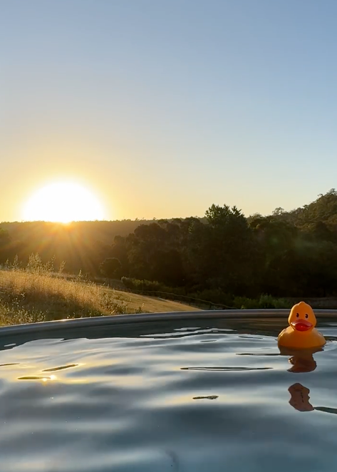 Rubber duck floating in a stock tank pool with a scenic sunset background